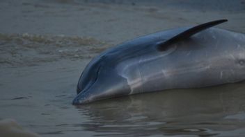 Suhu Air Tembus 39 Derajat Celsius, Lebih dari 100 Lumba-lumba di Amazon Brasil Mati