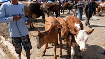 Le Ministère De L’Agriculture Annonce De Mauvaises Nouvelles : Les Ventes D’animaux Sacrificiels Devraient Chuter De 60 Pour Cent