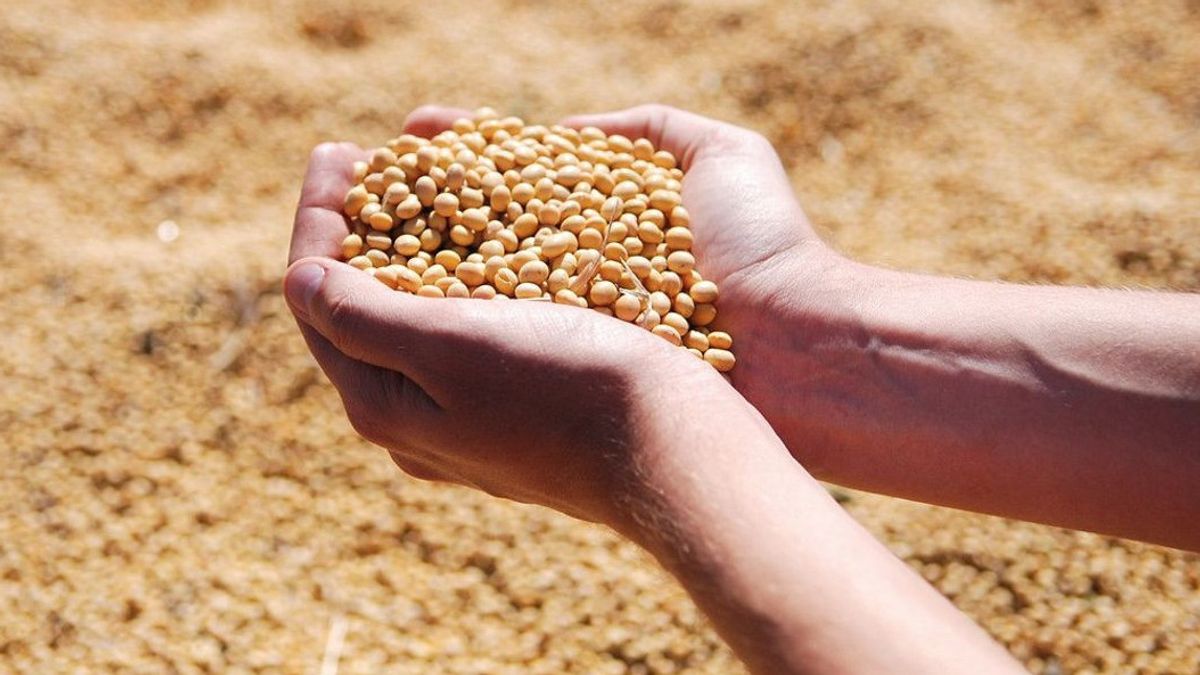 大豆の高価格を克服するためのIPB教授からの2つの提案を次に示します