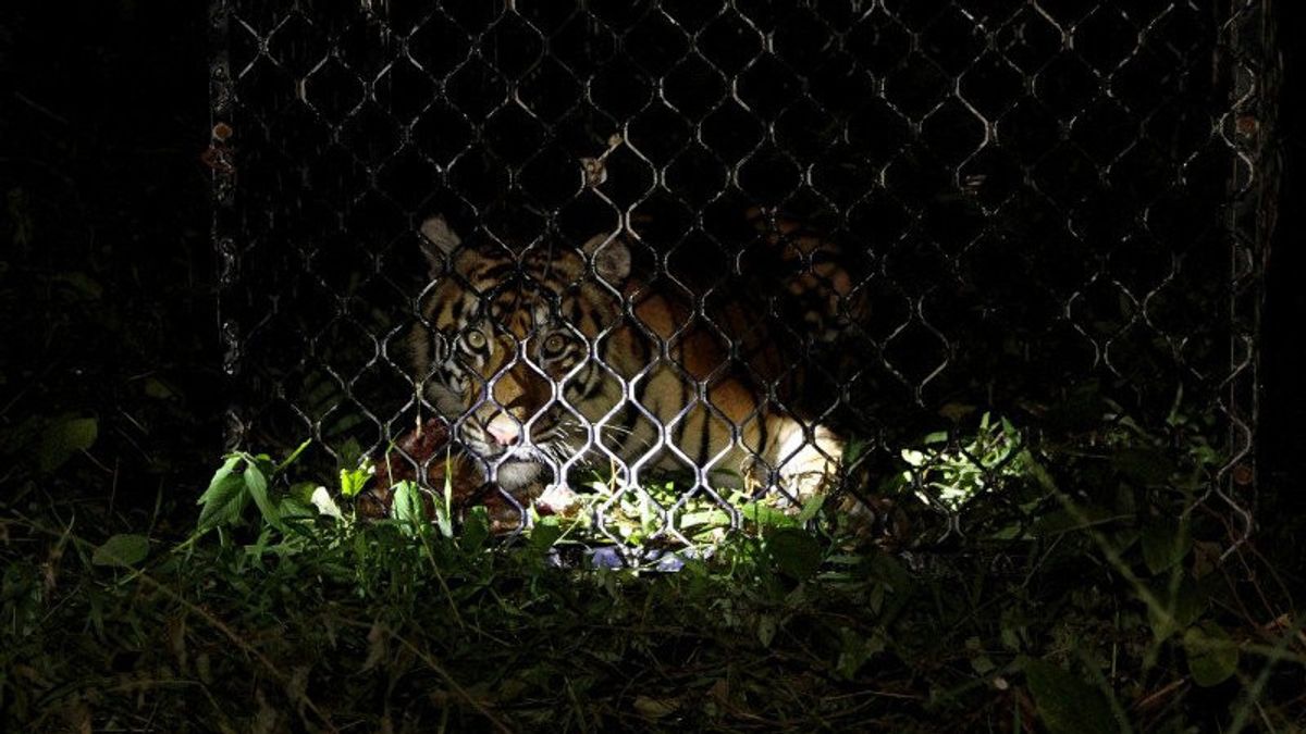 加瓦特， 辛卡动物园辛卡旺 · 莱帕斯和特卡姆 · 帕旺的 2 只老虎， Tni - Polri 参与逮捕 