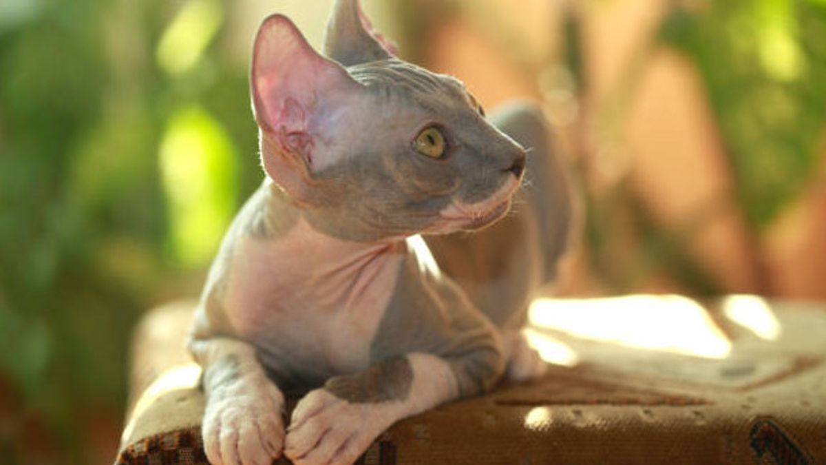 8 races de chat sans poils amusantes et amusantes pour se conformer à votre amour