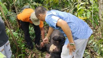 Bear Found Dead Entangled In Rope In Siak Riau