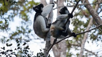Undergoing 12 Years Of Research, Scientists Reveal Lemurs Can Sing Rhythmically
