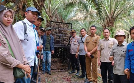 Harimau Sumatra Terdeteksi, 3 Sekolah di Lubuk Dalam Langsung Diliburkan