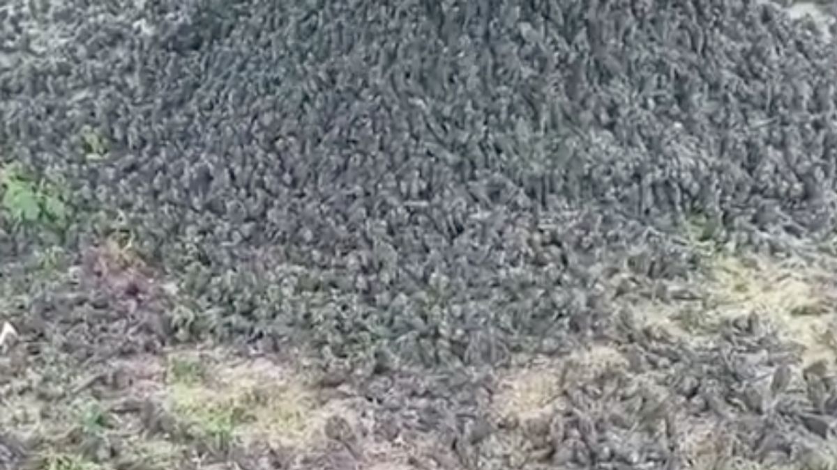 アセムツリー墓地ギャニャールバリに散らばって落ちる何百ものスズメの現象の目撃
