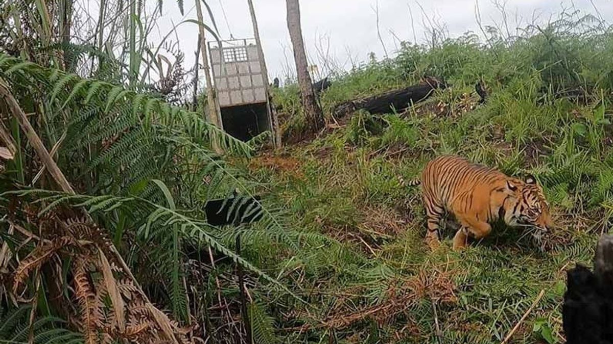 周三早上 02：00 WIB，老虎袭击桑帕利亚齐山森林的 3 名农民，直到危急