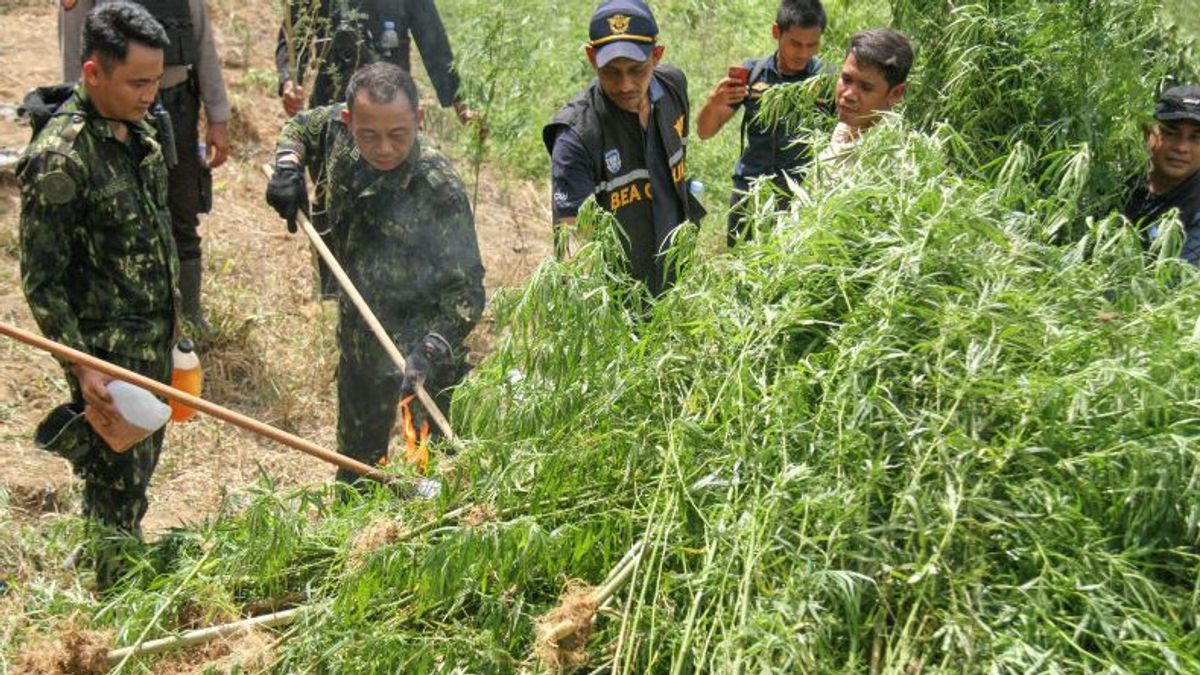 BNN Destroys 1.2 Hectares Of Cannabis Field Findings Of BRIN Drones