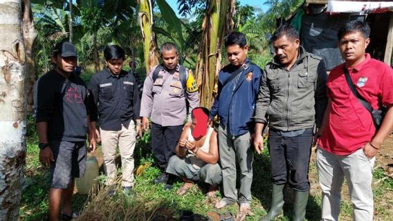 Polres Pasaman Barat Sita 44 Batang Tanaman Ganja dalam Polybag