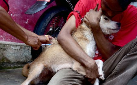 Rabies Melanda Timor Tengah Selatan NTT, Kini Kasus Gigitan Anjing Terjadi di 11 Kecamatan