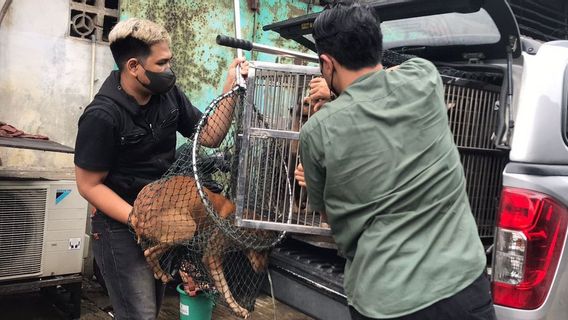 Puluhan Anjing Diselamatkan dari Tempat Jagal, Pemprov DKI Persilakan Pecinta Hewan Adopsi 