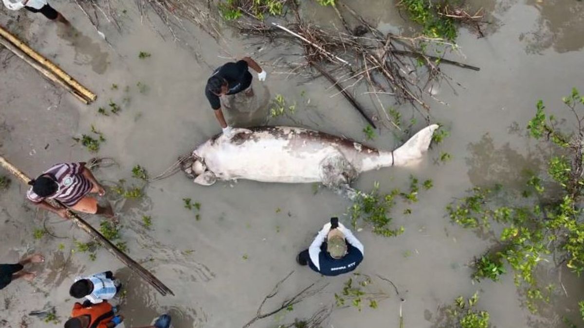 Dugong Dugon Ditemukan Tewas di TWAL Kupang