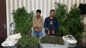 Polisi Temukan Ladang Ganja di Berastagi Sumut, 26 Batang Pohon dan 3,2 Kg Ganja Disita