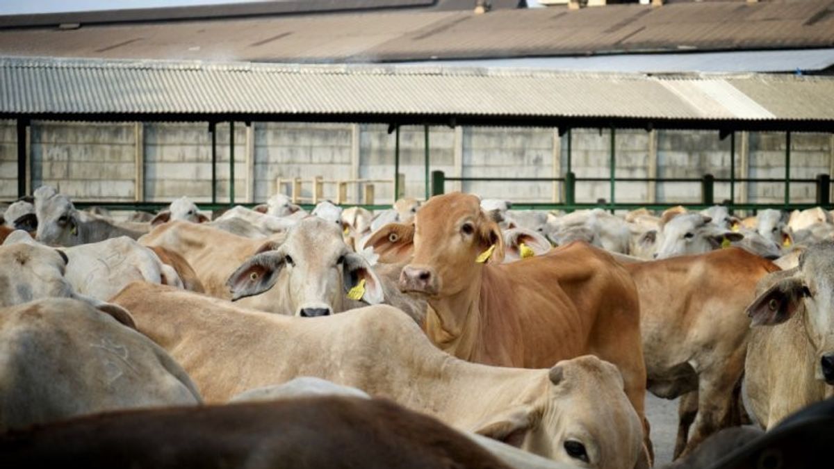 Ahead Of Prabowo's Government, Cattle Imports Increase By 44.09 Percent