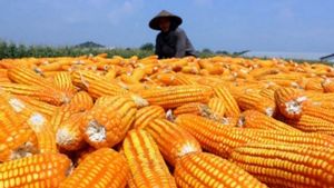 Bulog Tegaskan Siap Serap Jagung Hasil Tanam Polri demi Wujudkan Swasembada