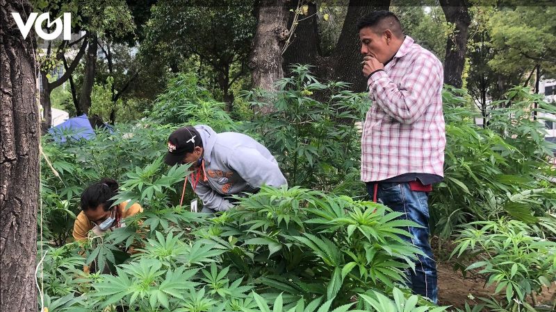 You are currently viewing Mexico’s Supreme Court legalizes recreational marijuana use In Today’s Memory, June 28, 2021