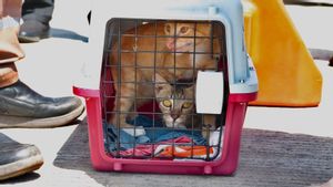 Cegah Rabies, Karantina Pertanian Tolak 2 Ekor Kucing Milik Warga yang Masuk ke Batam