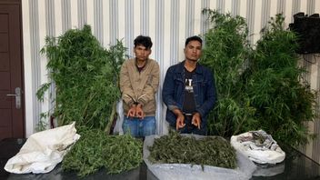 警察はベラスタギ・スムートのマリファナ畑を発見し、26の木の幹と3.2キロのマリファナが押収された