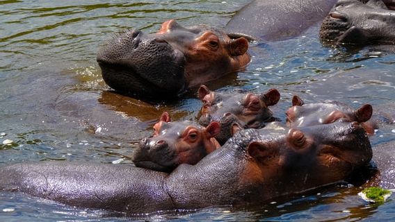 カバの口へのボトル投げは、シカランカの祖母であることが判明し、理由は非常に小さいです