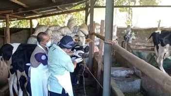 A Total Of 169 Cows In Bangka Suspected Of Foot And Mouth Disease, Spread In 3 Districts
