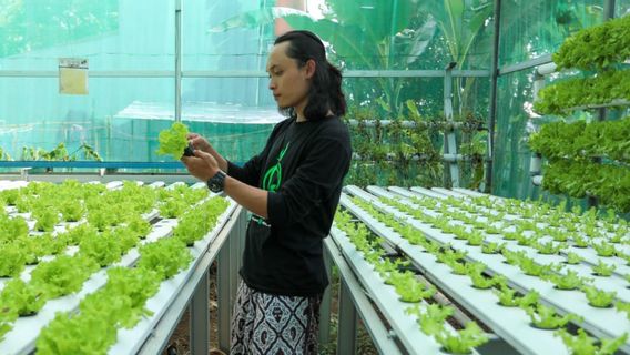 من خلال الانضمام إلى كشك Ganjar ، يمكن للشركات الصغيرة والمتوسطة من Tegal Hydroponic حتى Santuni Yatim ودعوة الشباب ليصبحوا مزارعين