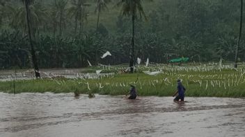 ビマの洪水により、KUA事務所や地区職員の家など、収穫の準備ができている30ヘクタールの米が浸水します。