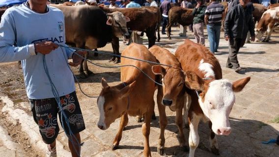 農業省は悪いニュースを提供する:犠牲動物の売り上げは60%減少すると予測