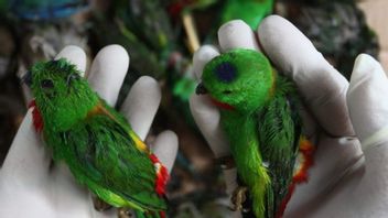 BBKP Surabaya Gagalkan Penyelundupan Ribuan Ekor Burung dari Kalimantan yang Dikemas dengan Kardus hingga Kayu 