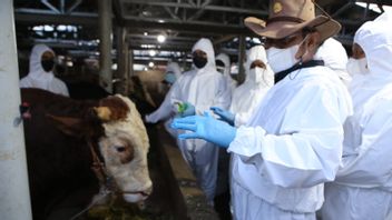 农业部长Syahrul审查Sumedang的口蹄疫处理情况，确保牺牲动物健康