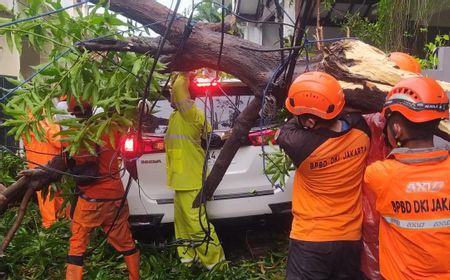 Jakarta Diguyur Hujan Sore Ini, 8 Pohon Tumbang Hingga Timpa Tiang-Mobil