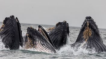 研究：21世纪鲸鱼栖息地的恢复可以恢复失去百年的生态系统功能
