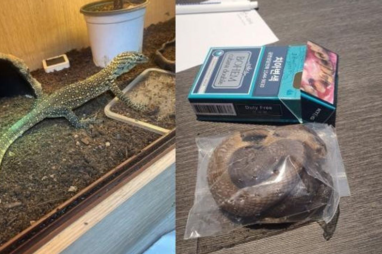 Les douanes refusent la contrebande de Komodo cachée dans les pantalons intérieurs