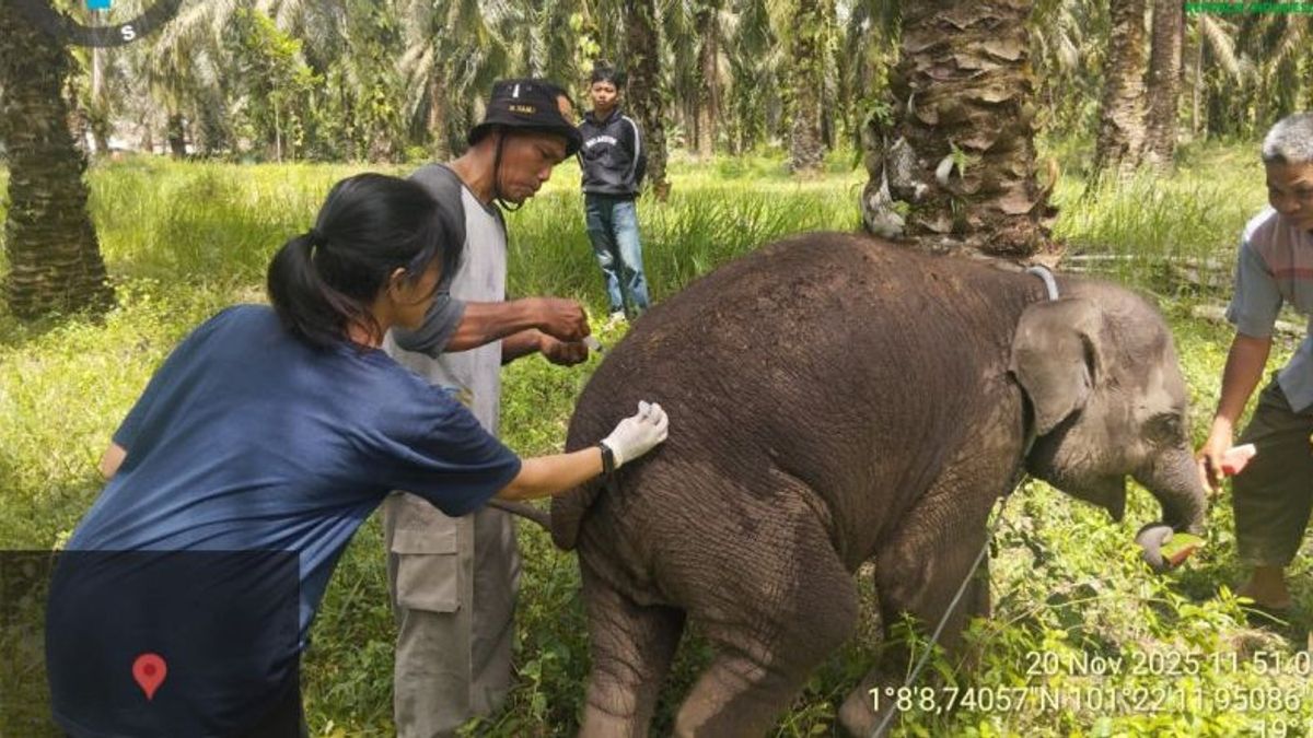 BBKSDA Riau: ライラゾウの子の死はヘルペスウイルスによって引き起こされました