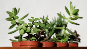 7 Kinds Of Giok Plants For Bonsai And Ornamentals In The Room