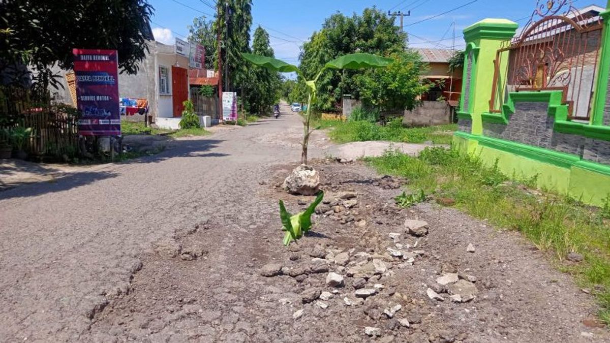 Protests On Damaged Roads, Residents Of Bulukumba, South Sulawesi Plant Banana Trees On The Streets