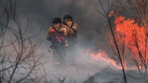 Dalam 5 Tahun, Walhi Catat Kebakaran Hutan di Sumsel Capai 1 Juta Hektar