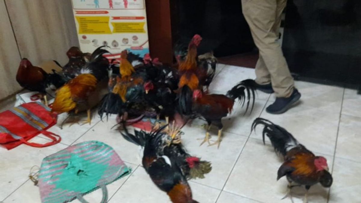 全副武装， 布里莫布 · 波尔达 · 苏姆塞尔突袭奥根伊利尔的赌博竞技场： 20 只公鸡和数百万美元被没收