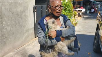 Bukan Kasus Pencurian, Ibu di Buleleng Bali Lapor Polisi Kucing Kesayangan Hilang