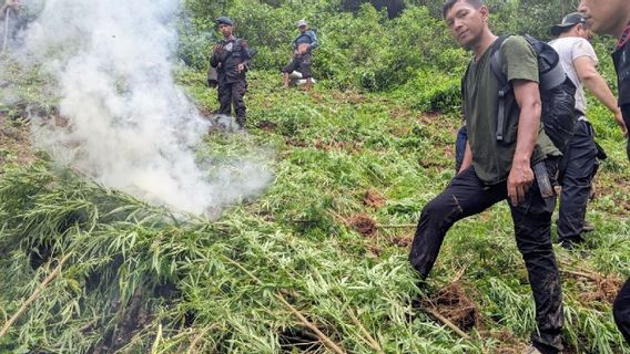 La police de Sumatra du Nord a détruit 5 hectares de champignons de marijuana