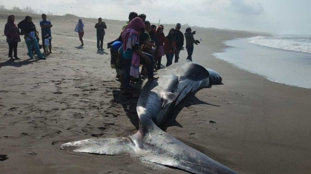 海に戻ることはできませんが、道具に制約されて、プルウォレホ漁師はついに立ち往生したツトゥルシャメの墓を建てました