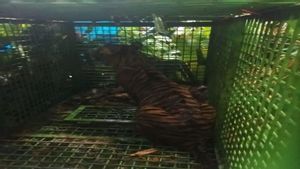 Serangan Maut di Hutan Lindung Lampung Barat: Pria 62 Tahun jadi Korban Diduga Mangsa Harimau