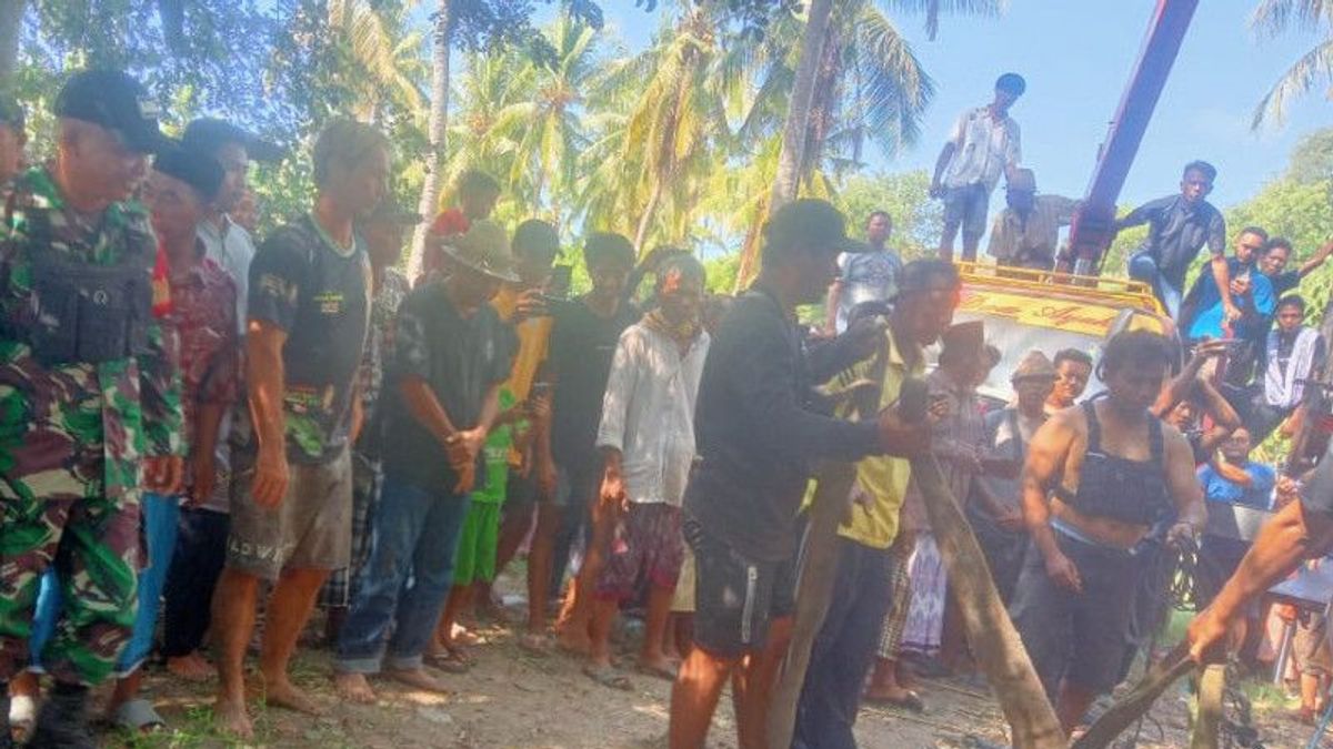 4 Meter Giant Crocodile Resahkan Mayarakat Central Lombok Successfully Arrested