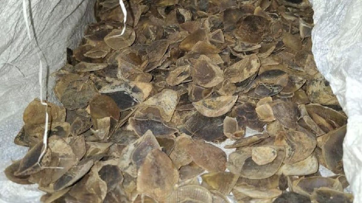 North Sumatra Police Seize 987 Kilograms Of Pangolin Scales