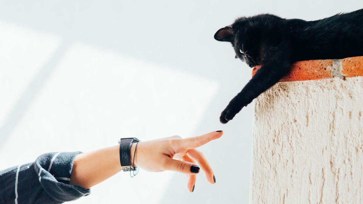 Tanda Kucing Benar-Benar Menyukai Kita, Diekspresikan Lewat Perilakunya