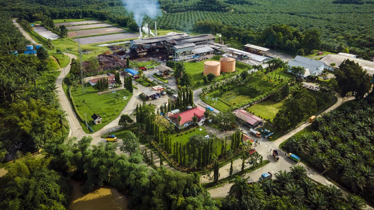 Palm Oil Industry Claims to Employ 17 Million Workers, Boosting Green Economy
