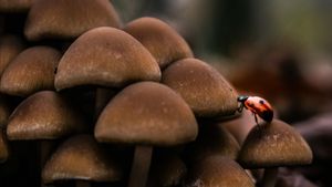 5 élève du premier cycle de Cianjur empoisonnement par les champignons sauvages peuvent rentrer chez eux, Puskesmas continuera d’être surveillé