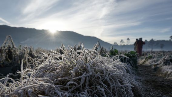 BMKG Prakirakan Fenomena Embun Upas Dieng Berlangsung Selama Satu Dasarian