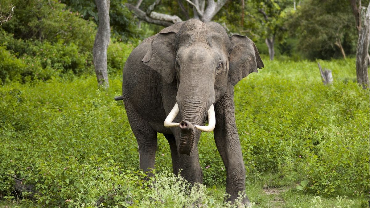 'Pulangkan' 14 Gajah Liar Asia ke Habitatnya, China Kerahkan 25 Ribu Petugas dan 1.500 Kendaraan