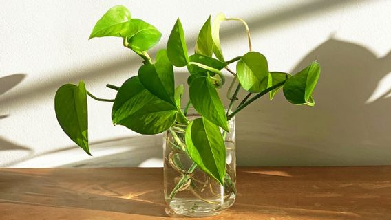 簡単に、ここでは水に観賞植物を植える5つの方法があります