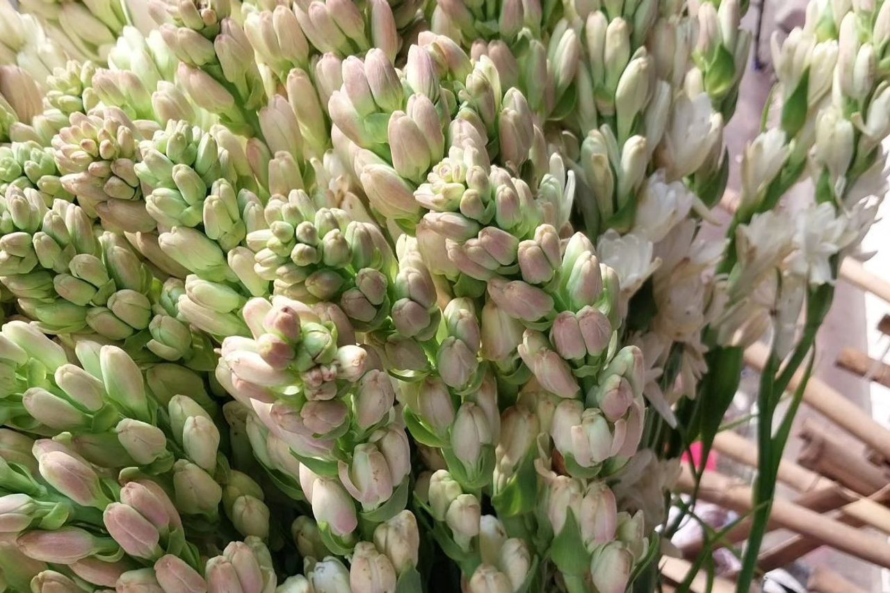 どんなシンボルな夜の花?ここに完全な説明があります