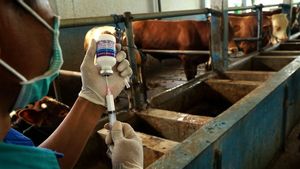 Herbal Drugs Are Important For PMK Infectious Livestock Healing